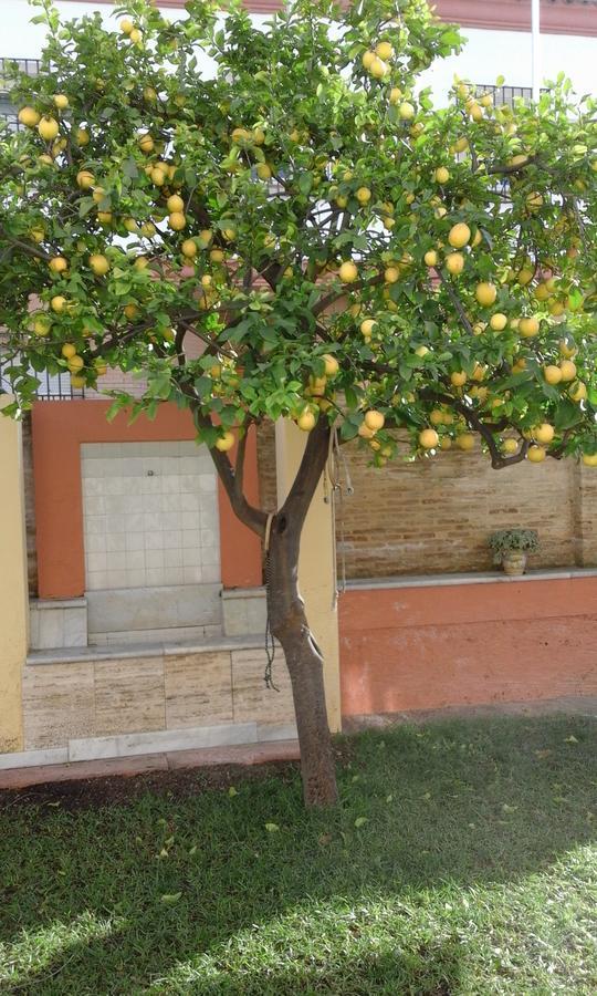 Lemon Garden Hostel Sevilla Dış mekan fotoğraf